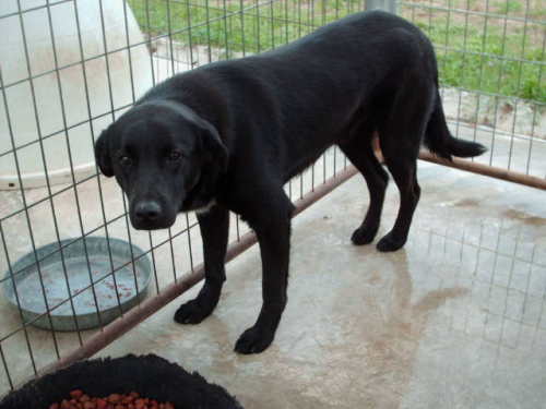 Stanley, an adoptable Black Labrador Retriever Mix in Floresville, TX_image-1