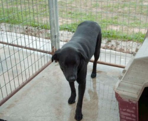 Stanley, an adoptable Black Labrador Retriever Mix in Floresville, TX_image-3