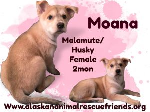 Moana
