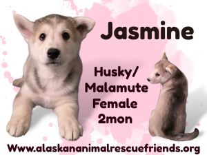 Jasmin