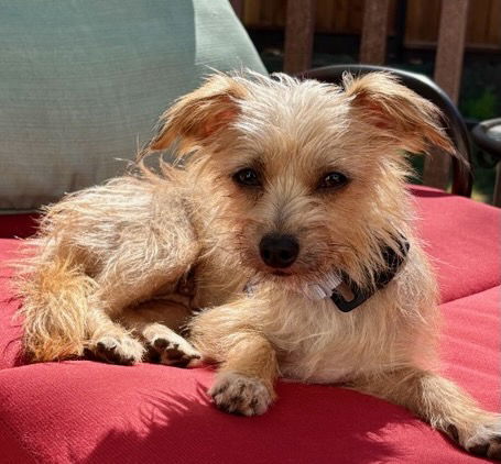 Delicata thumbnail 2