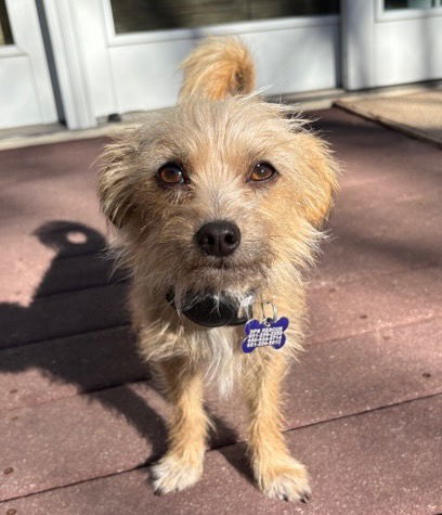 Delicata thumbnail 3