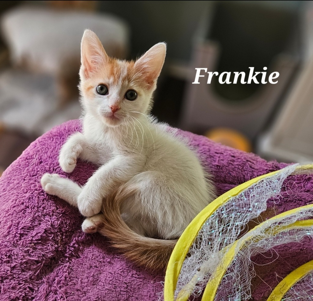 Frankie
