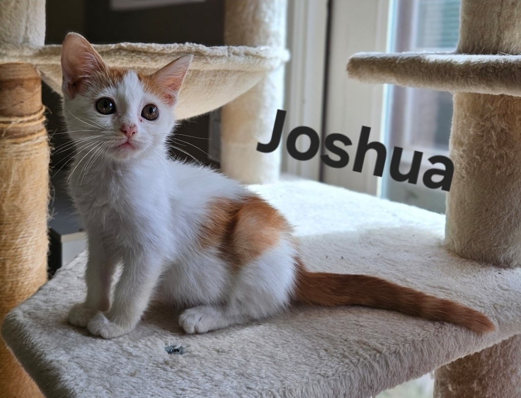 Joshua