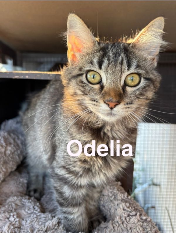 Odelia***adopted