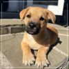 BISCUIT