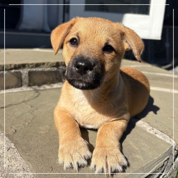 BISCUIT
