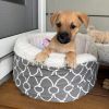 BISCUIT
