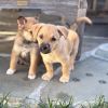 BISCUIT