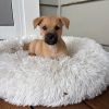 BISCUIT