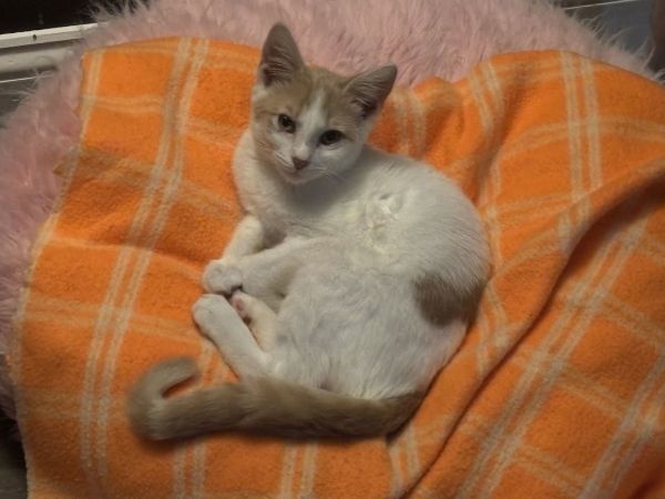 Howard Wleonard thumbnail 2