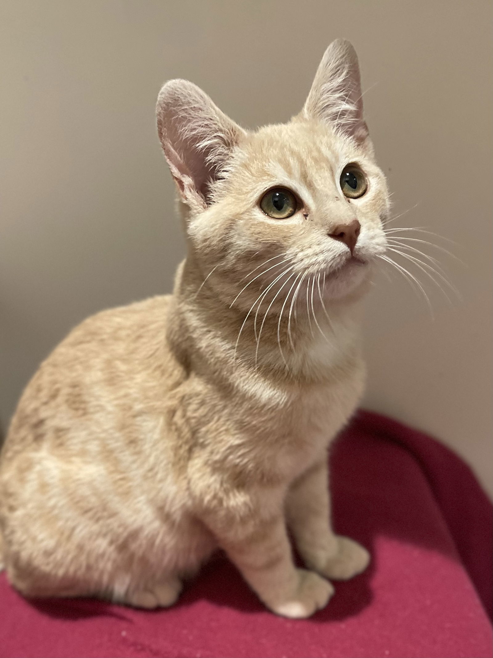 Spark (Bonded with Cinder)