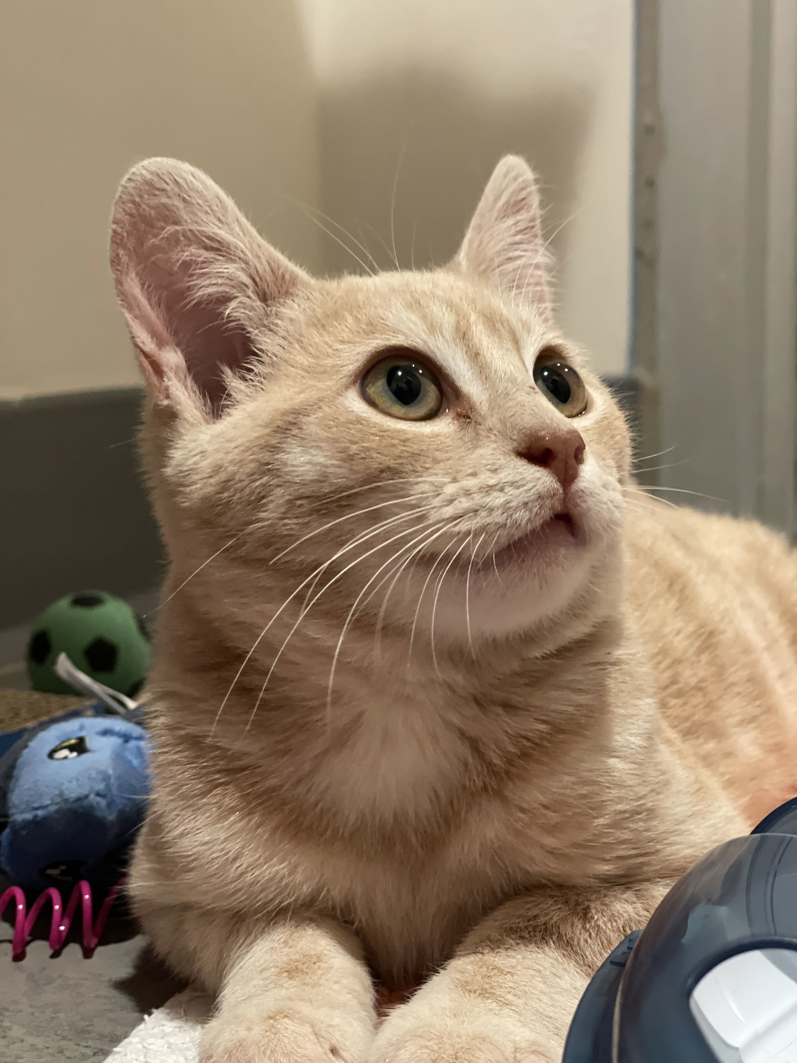 Spark (Bonded with Cinder)