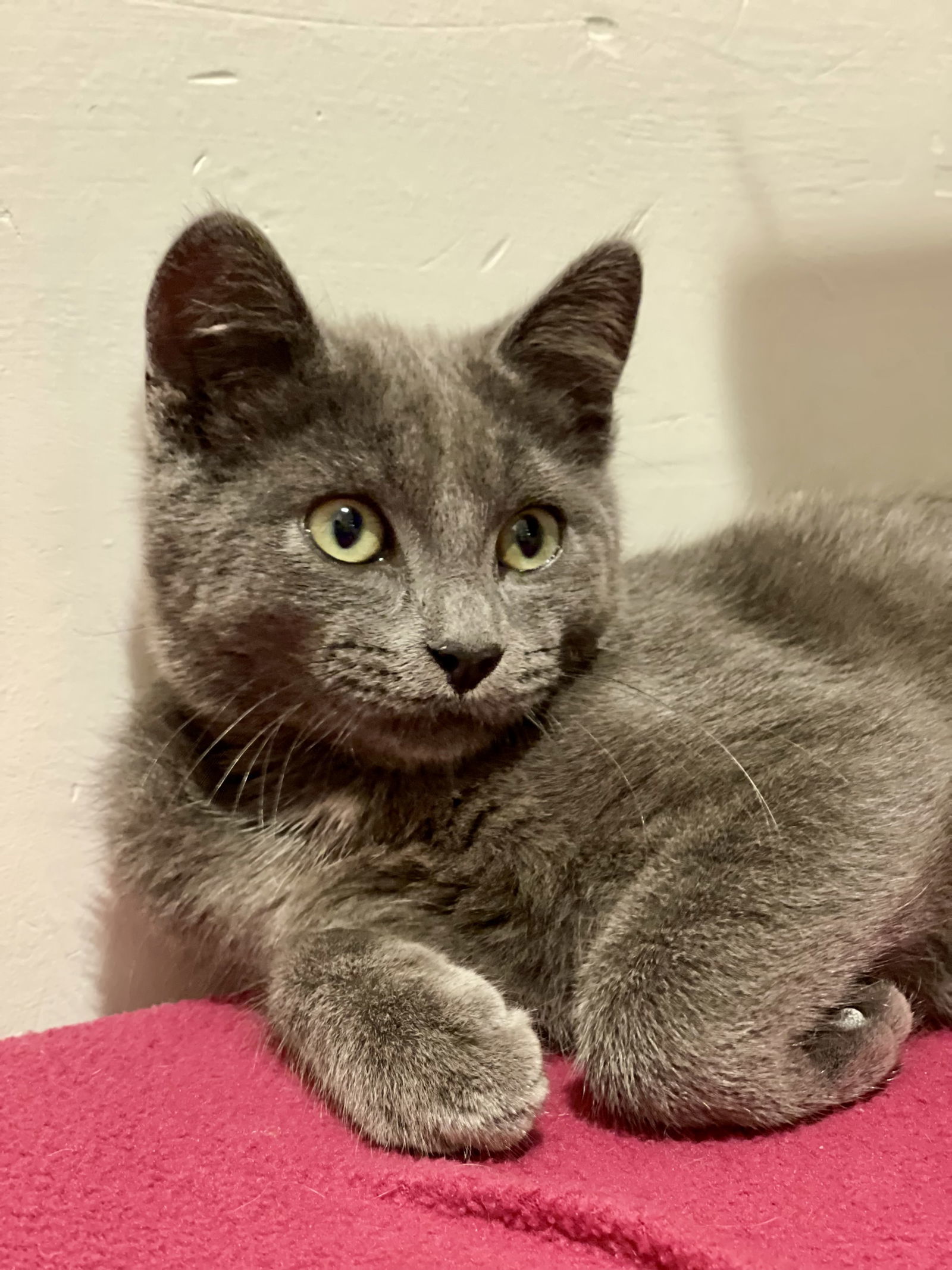 Cinder (Bonded with Spark)