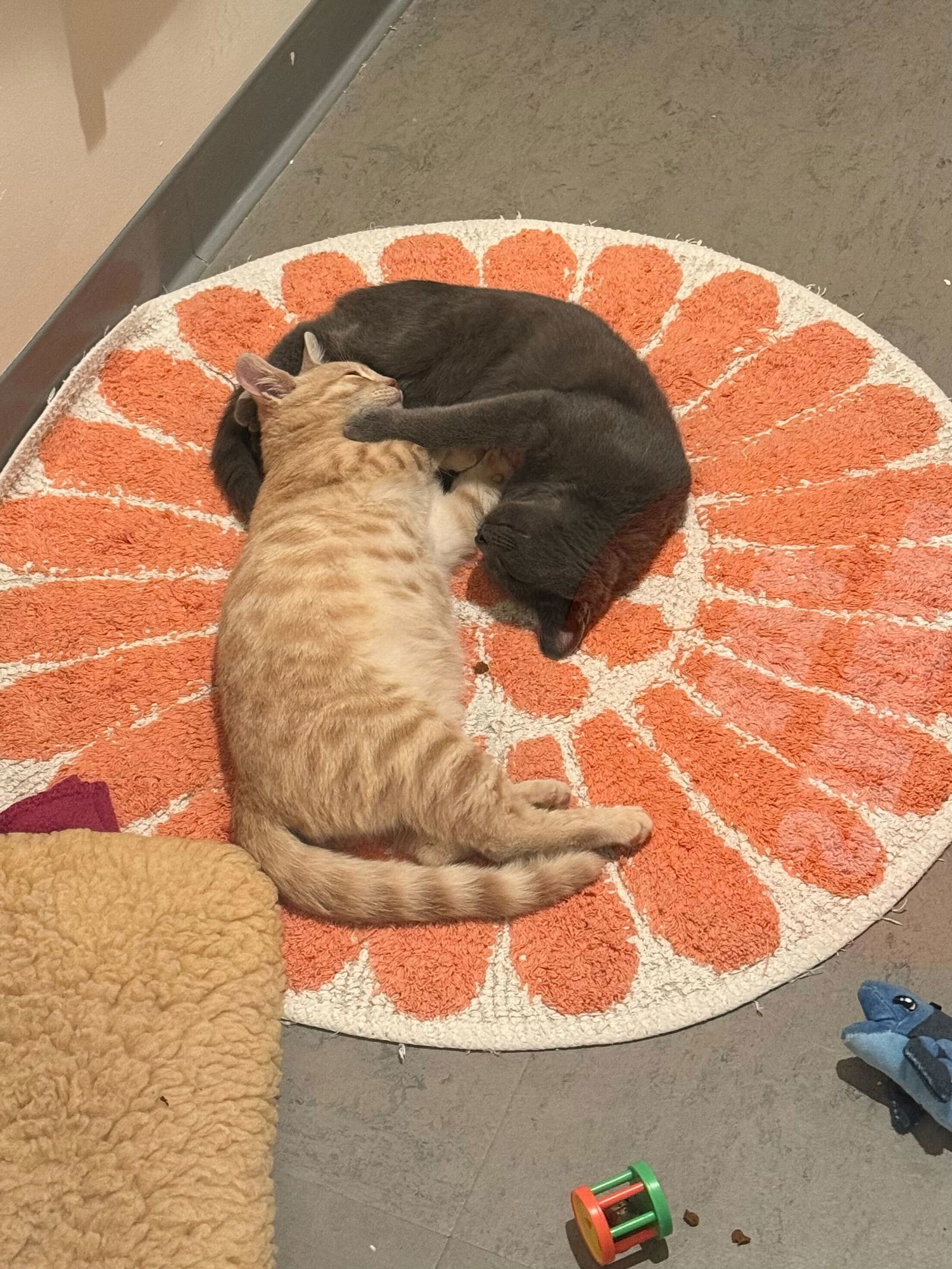 Cinder (Bonded with Spark)