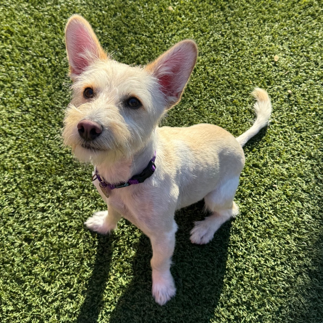 Rocky aka Brian Griffin