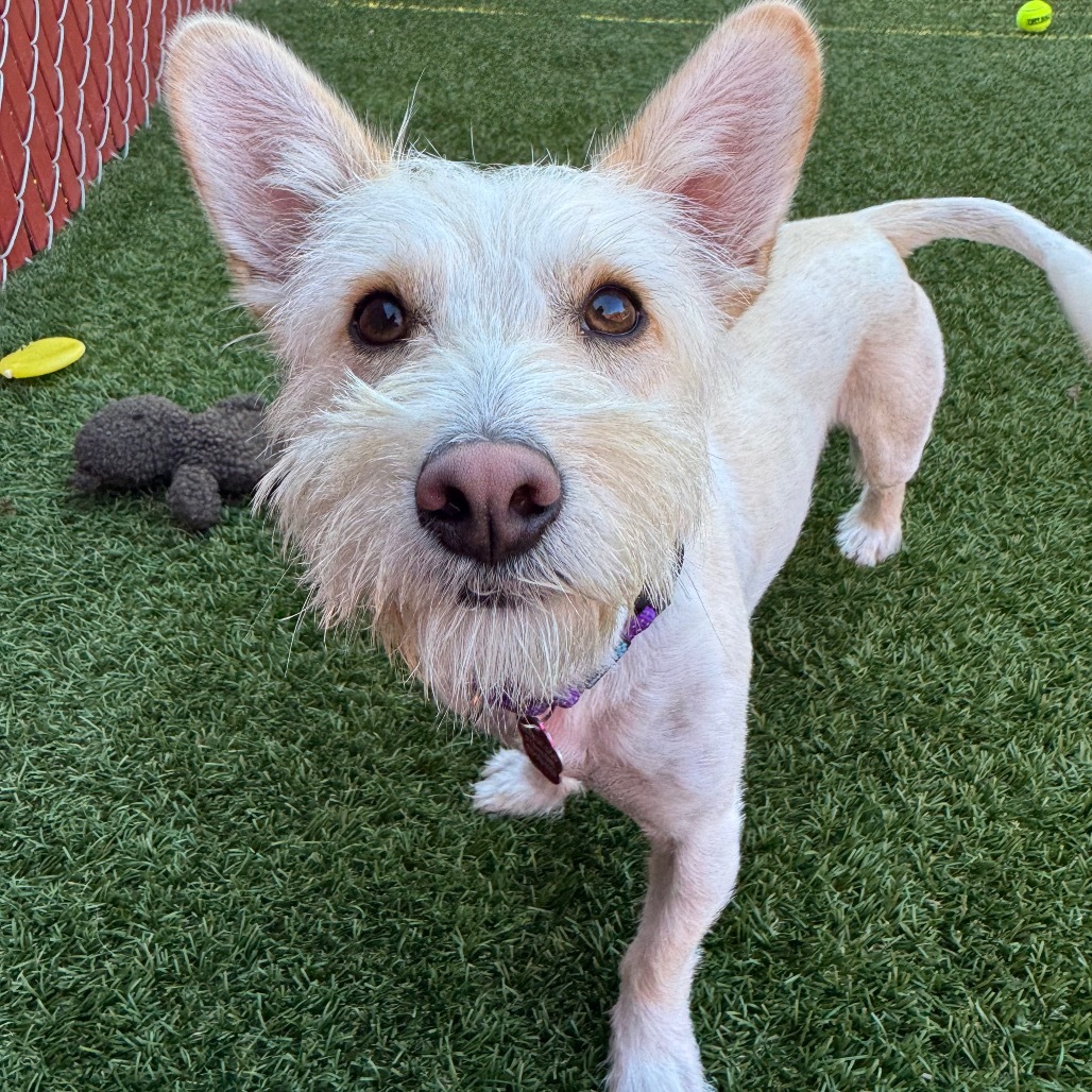 Rocky aka Brian Griffin