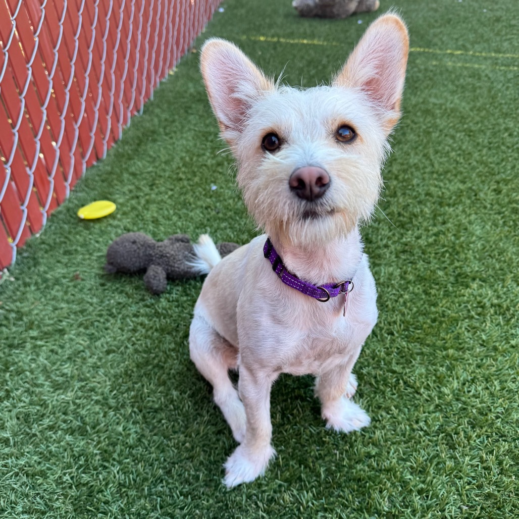 Rocky aka Brian Griffin