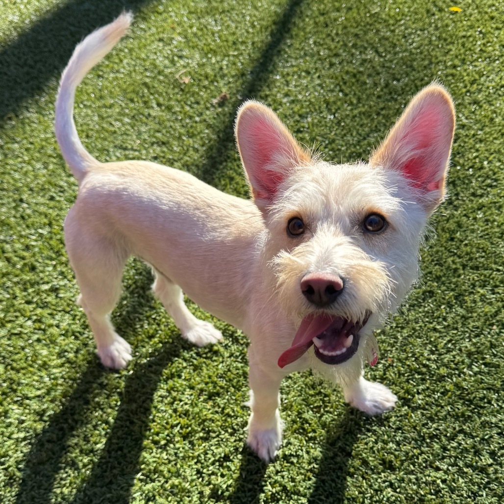 Rocky aka Brian Griffin