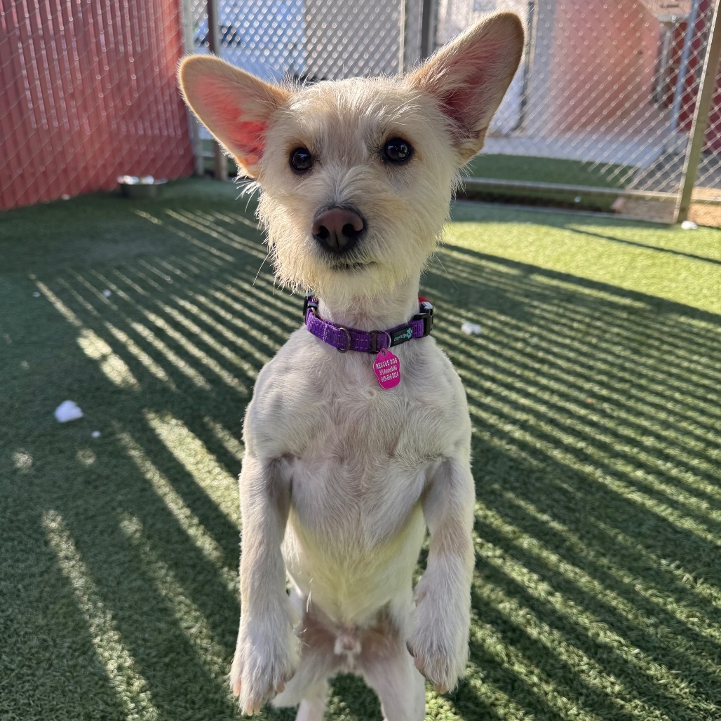 Rocky aka Brian Griffin