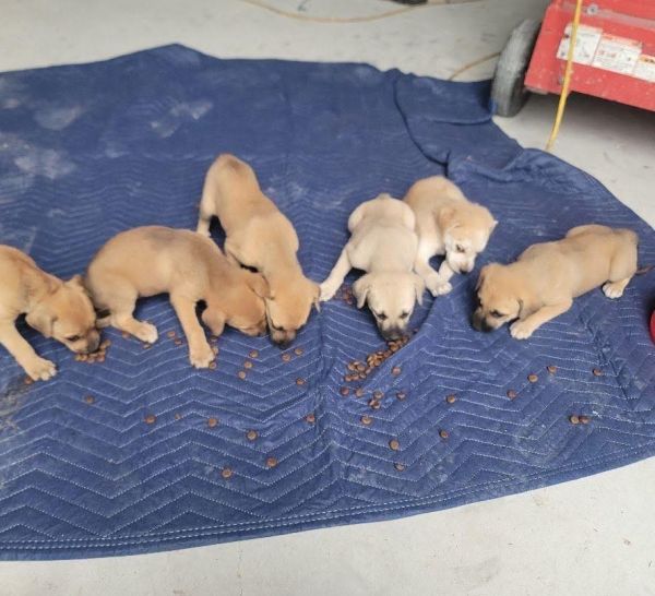 Country Crew Puppies