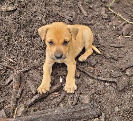 Country Crew Puppies thumbnail 3