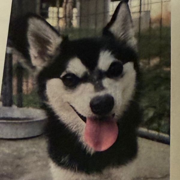 Balto