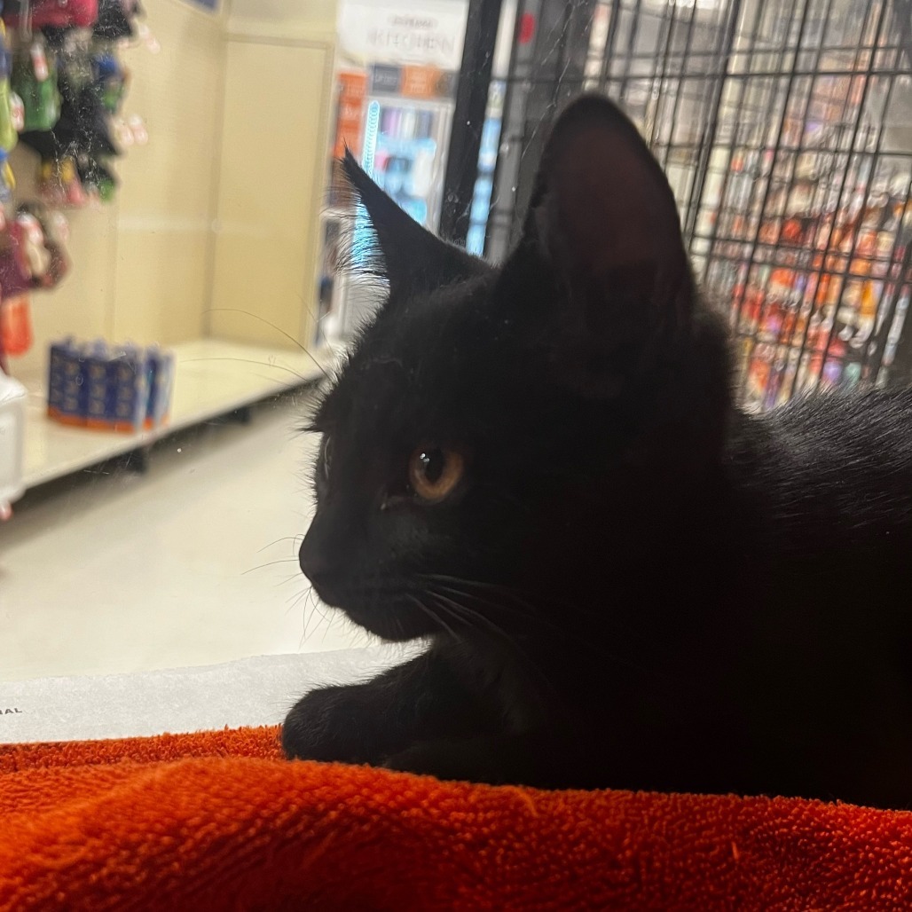 Envy (bonded with Lust)