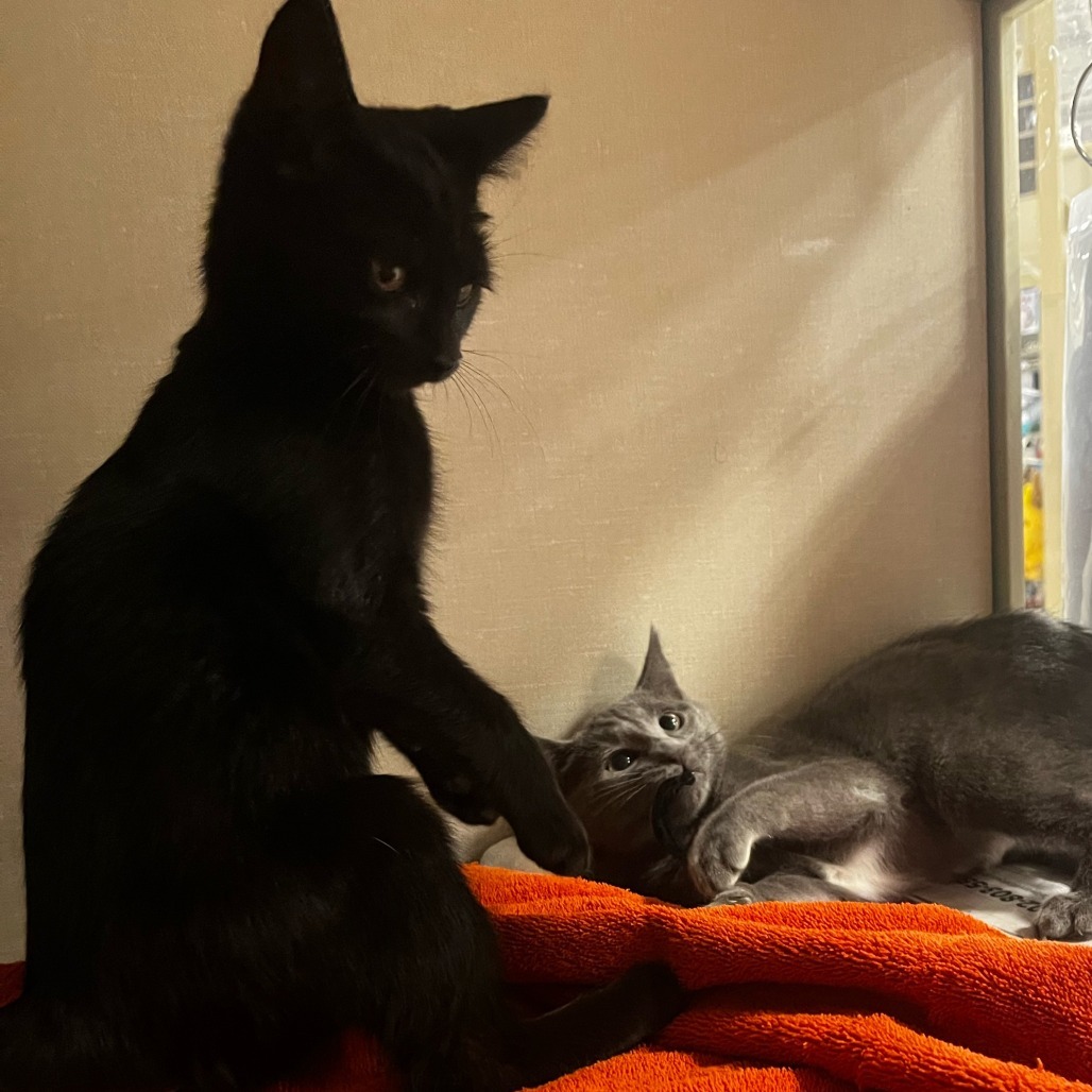 Envy (bonded with Lust)