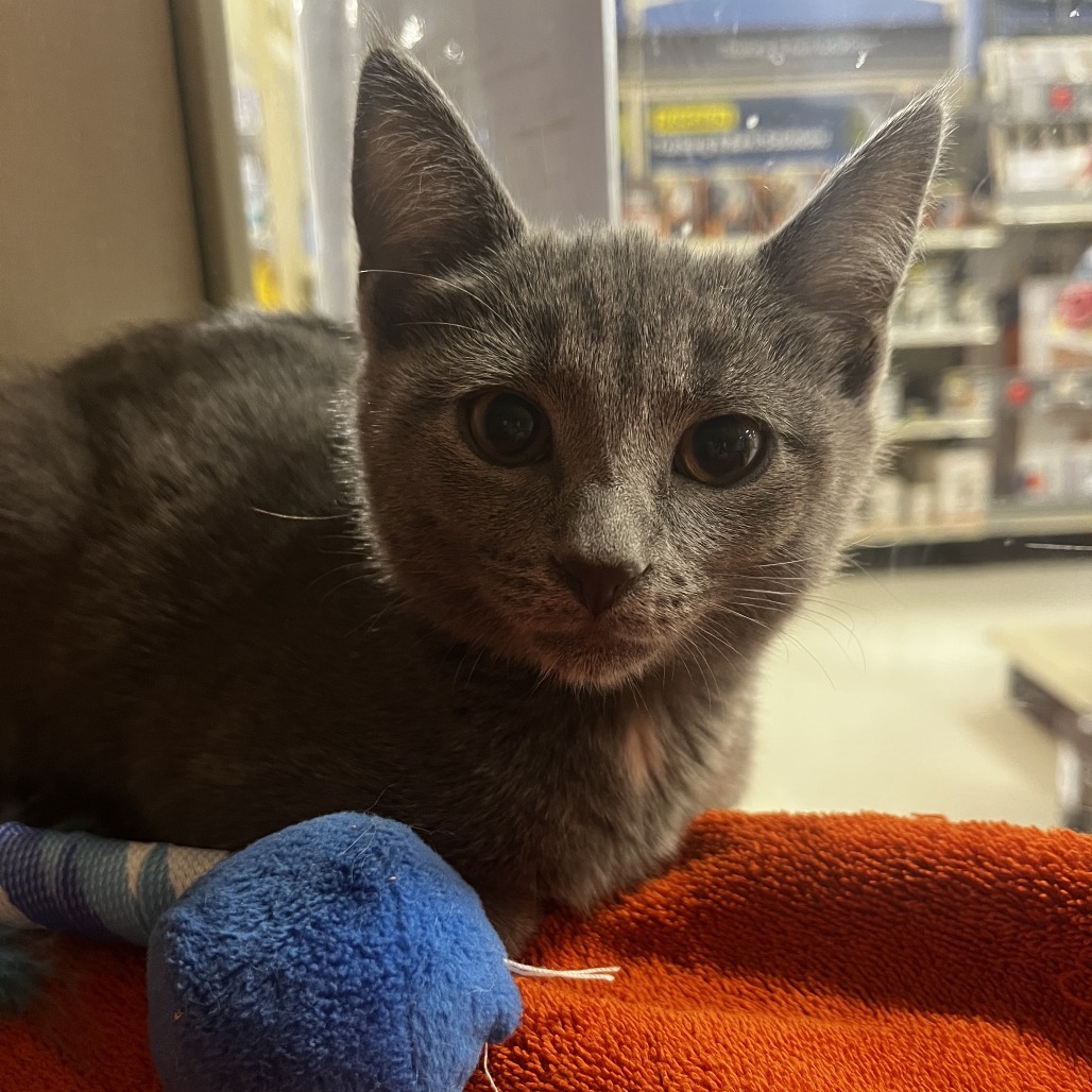 Lust (bonded with Envy)