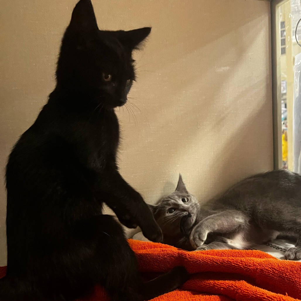 Lust (bonded with Envy)