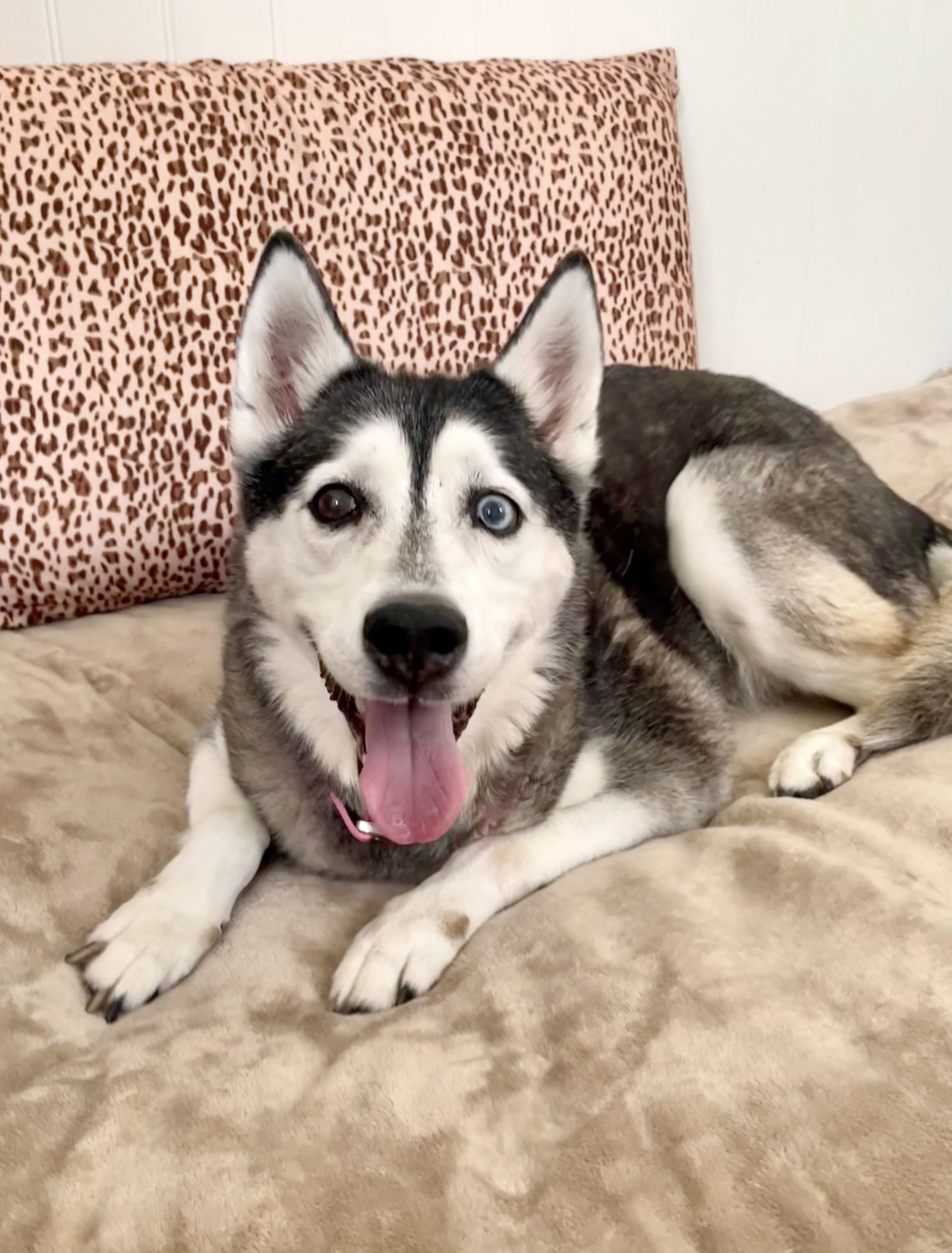 Lily, an adoptable Siberian Husky in MARATHON, FL, 33050 | Photo Image 2