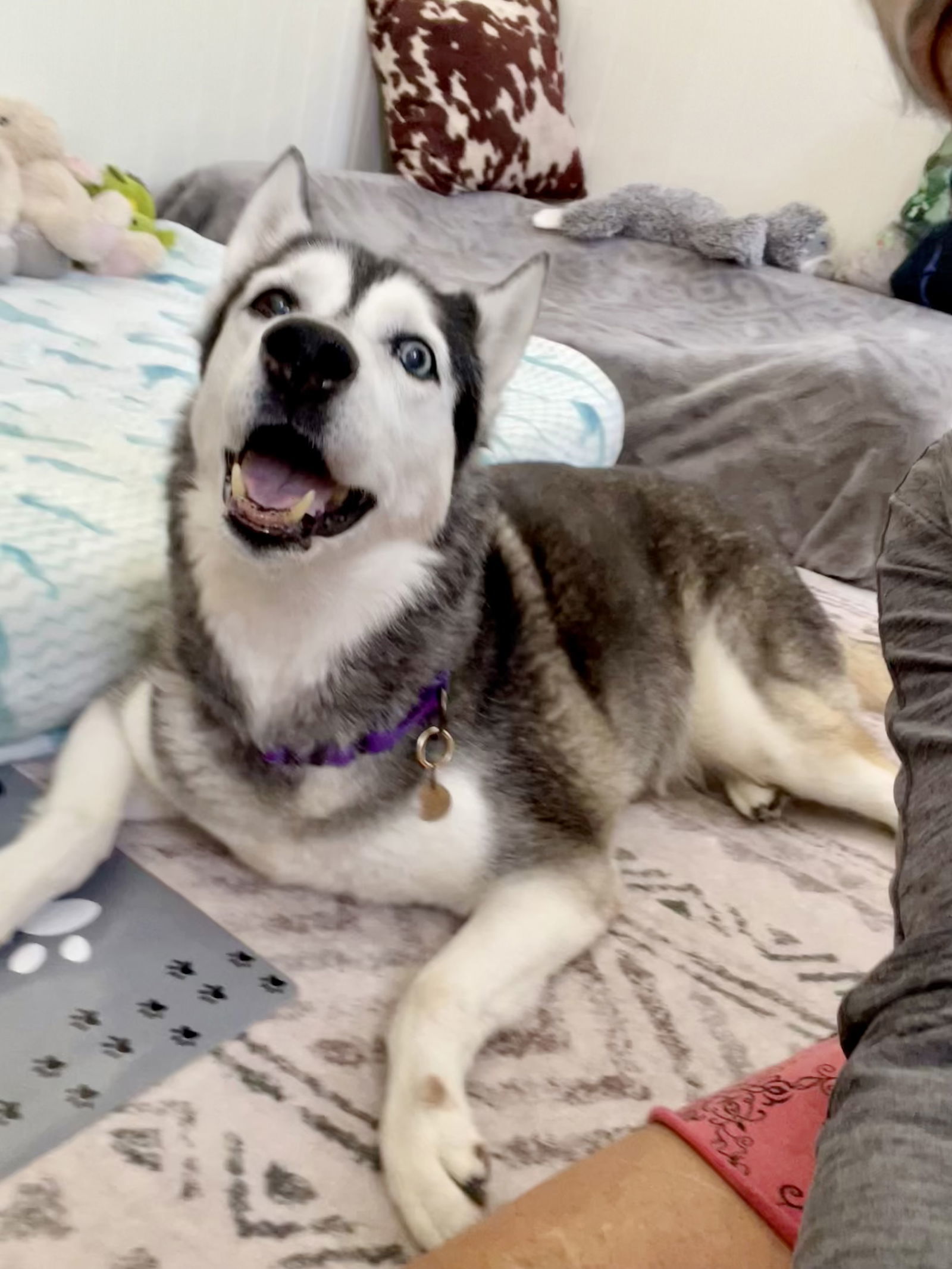 Lily, an adoptable Siberian Husky in MARATHON, FL, 33050 | Photo Image 3