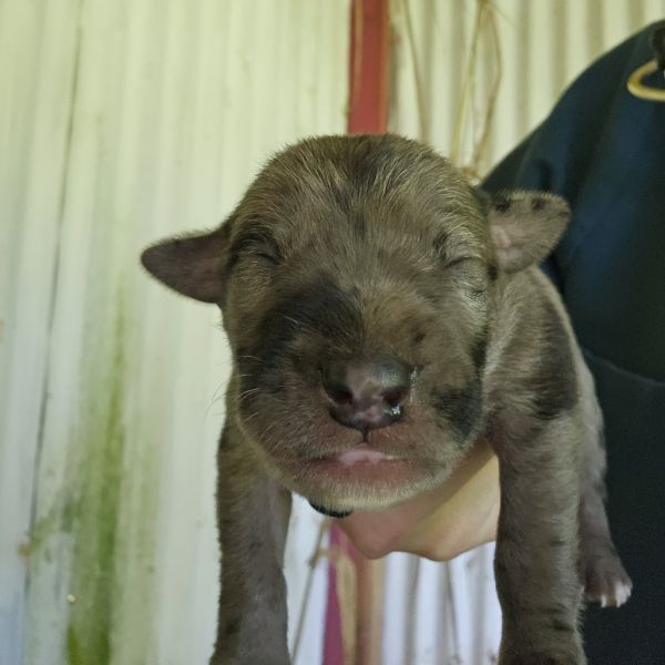 Stella