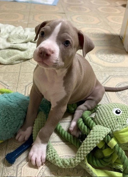 Roscoe