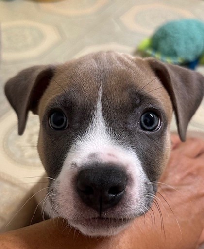 Baxter
