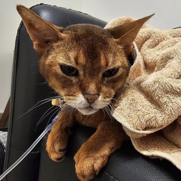 Hamilton thumbnail 2