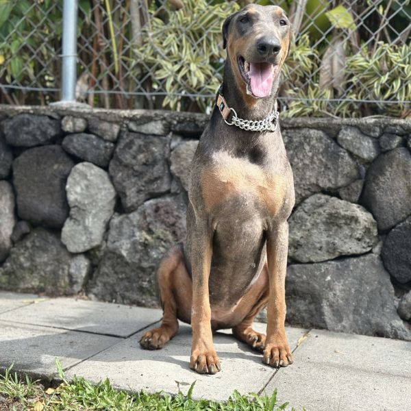 Dixie