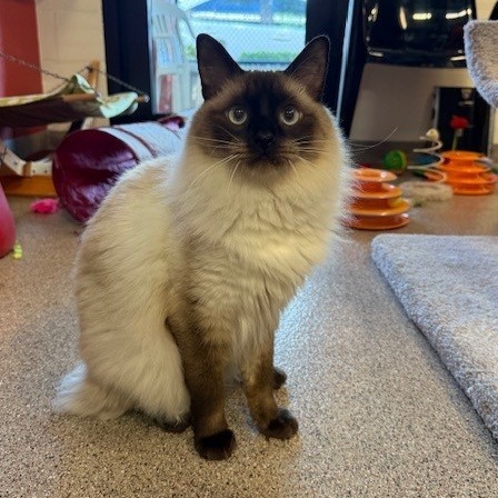 Sammy