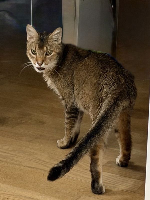 Krabby Patty photo 1