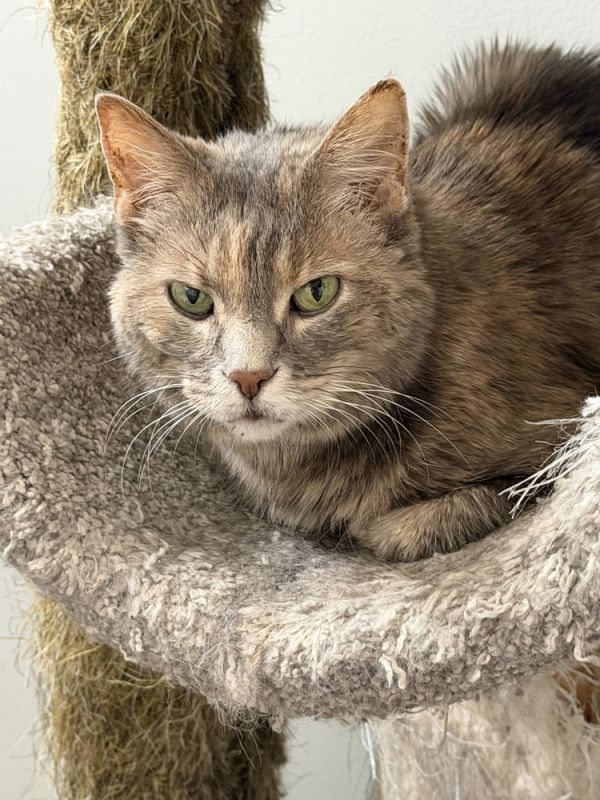 Krabby Patty thumbnail 3