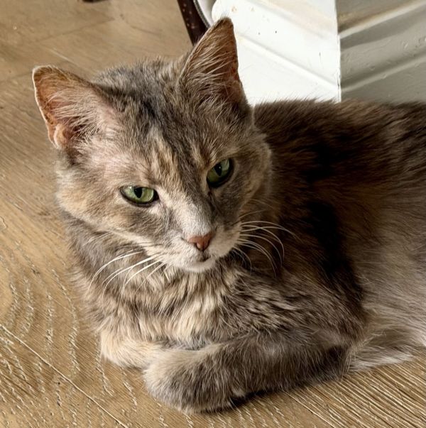 Krabby Patty thumbnail 4