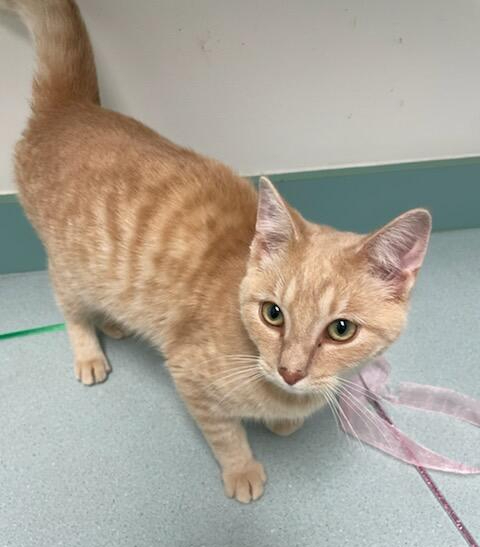 Hyperion thumbnail 4