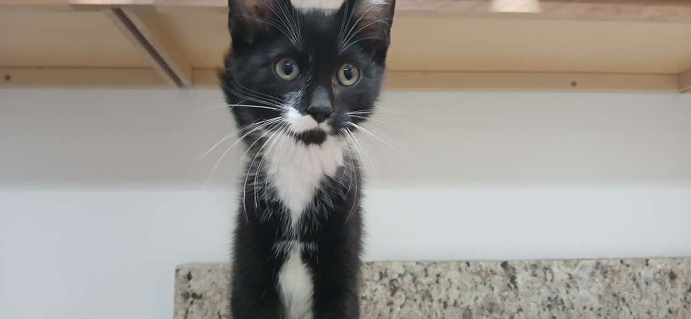 Vesper, an adoptable Domestic Short Hair in Salmon, ID, 83467 | Photo Image 1