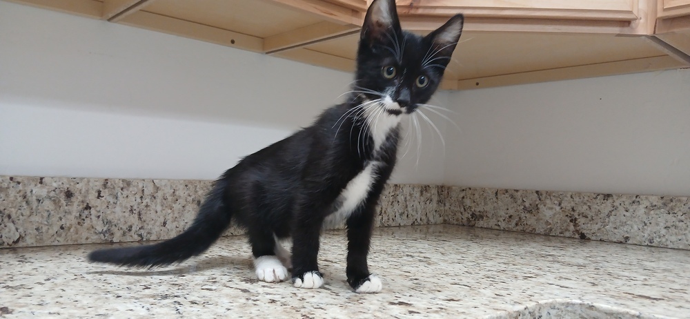 Vesper, an adoptable Domestic Short Hair in Salmon, ID, 83467 | Photo Image 2