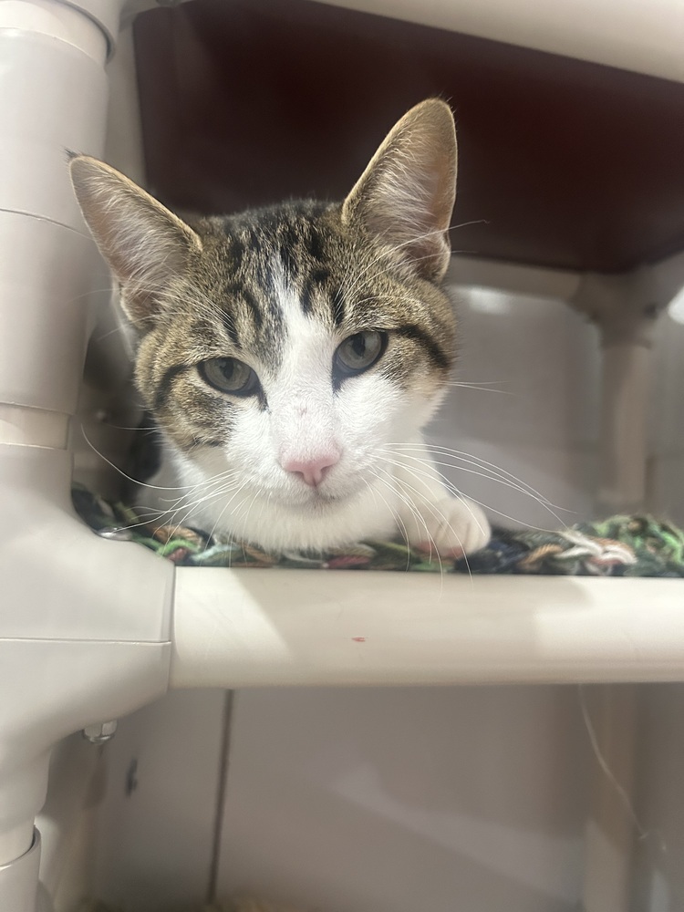 Junior, an adoptable Domestic Short Hair in Salmon, ID, 83467 | Photo Image 1