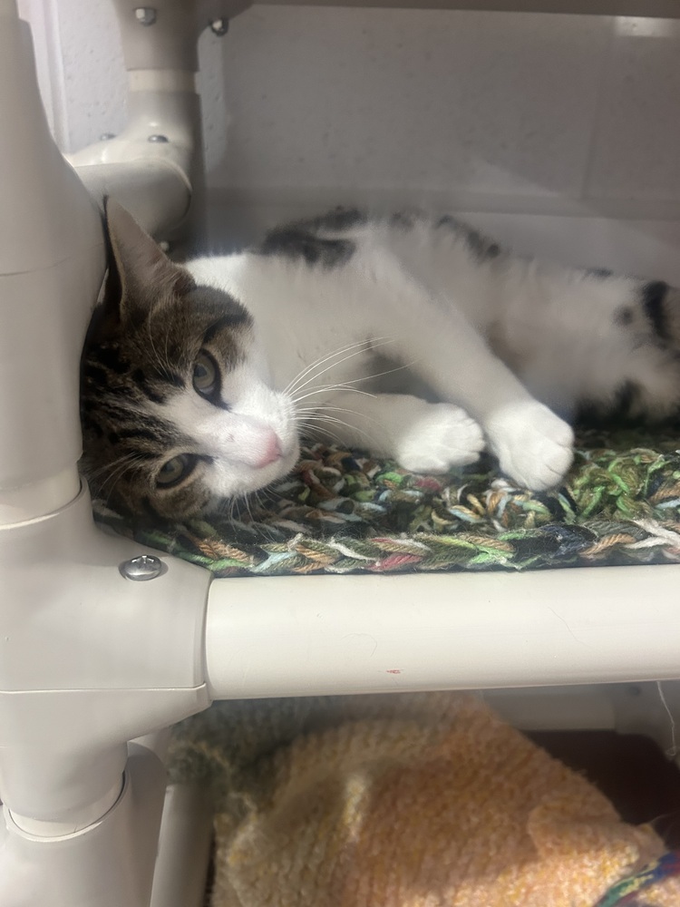 Junior, an adoptable Domestic Short Hair in Salmon, ID, 83467 | Photo Image 2