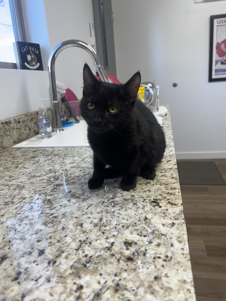 Daria, an adoptable Domestic Short Hair in Salmon, ID, 83467 | Photo Image 1