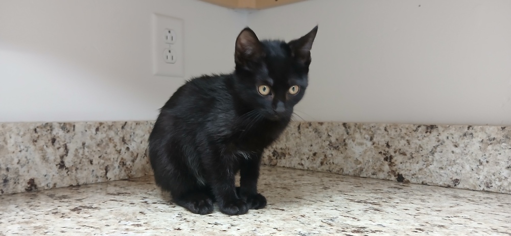 Daria, an adoptable Domestic Short Hair in Salmon, ID, 83467 | Photo Image 2