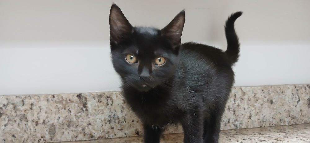 Daria, an adoptable Domestic Short Hair in Salmon, ID, 83467 | Photo Image 3